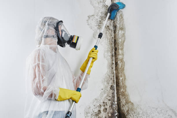 Professional Mold Remediation in Hastings, MN