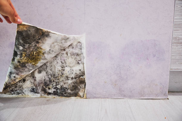Best Black Mold Remediation in Hastings, MN